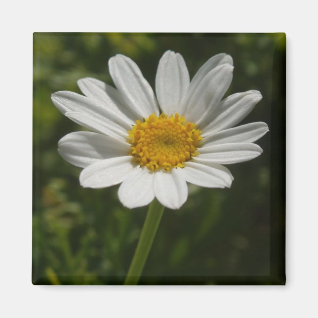 Daisy Photo Magnet (Devant)
