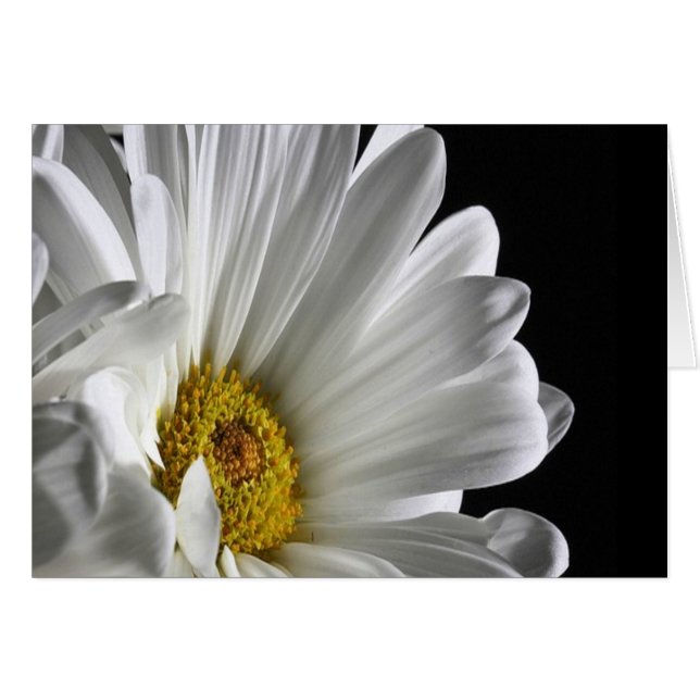 Daisy sur l'Arrière - plan noir (Devant horizontal)