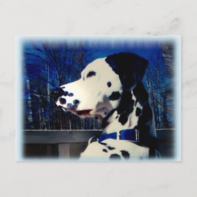 Dalmatie "Kelso" ~ Carte postale (Devant)