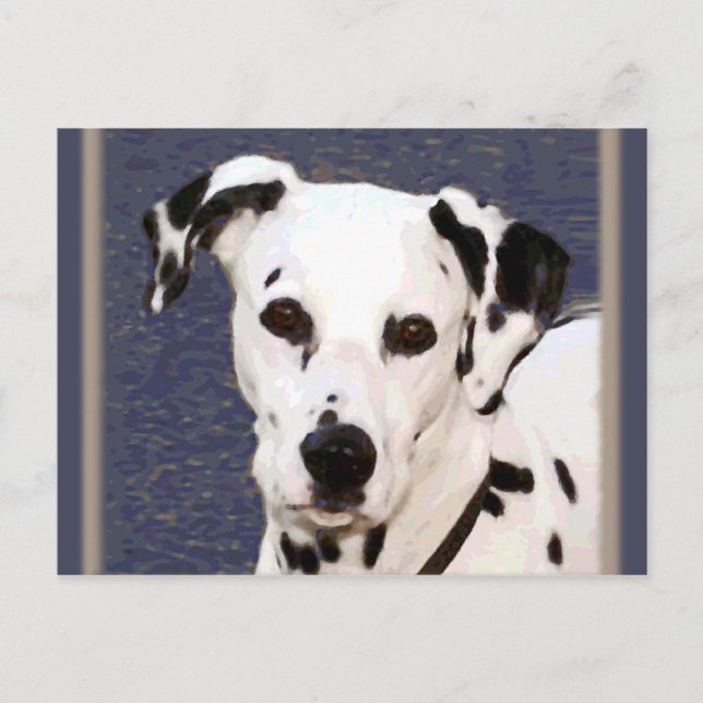 Dalmatie "Mayday" ~ Carte postale (Devant)