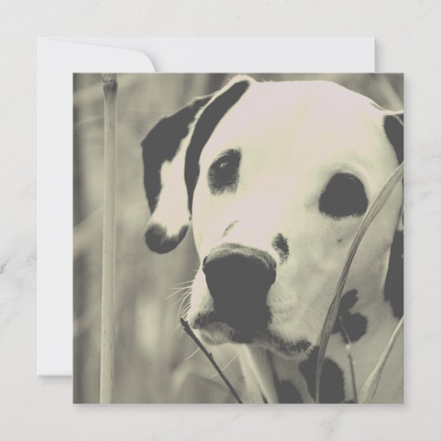 Dalmatien (Devant)