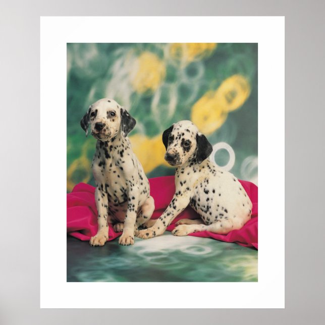 Dalmation Puppies Poster (Devant)