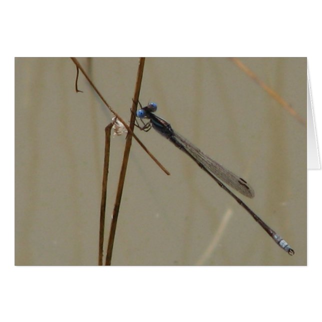 Damselfly (Devant horizontal)