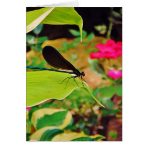 Damselfly et Rose
