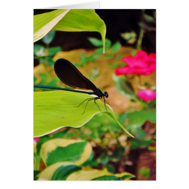 Damselfly et Rose (Devant)