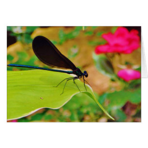 Damselfly et Rose