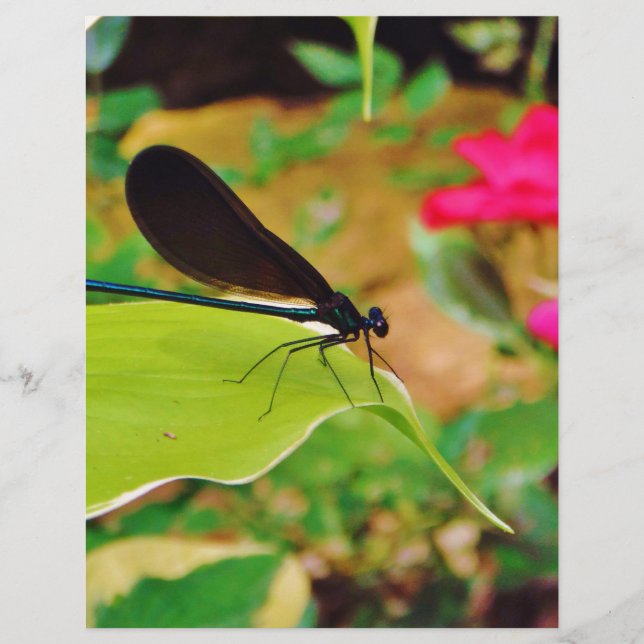 Damselfly et Rose (Devant)