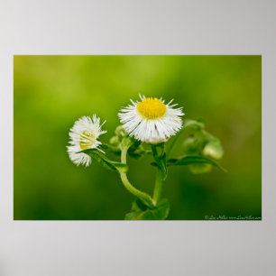 Dancing Daisy Fleabane Fleur sauvage Poster