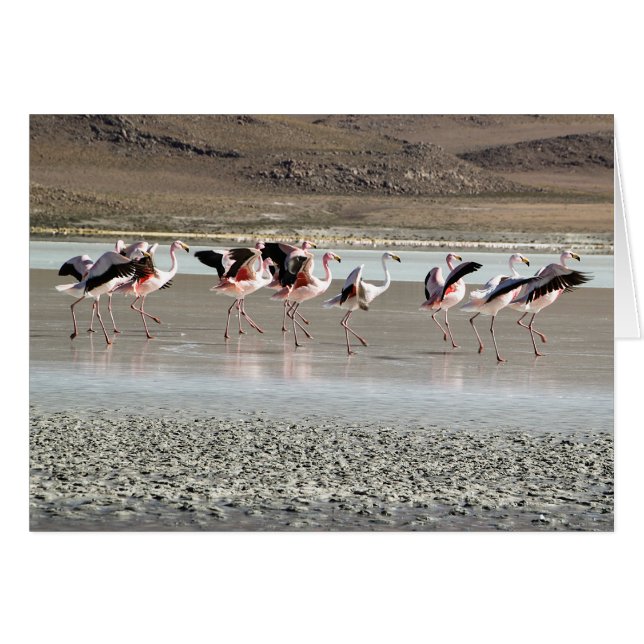Dancing Flamingo Birds on Ice Greeting Card (Devant Horizontal)