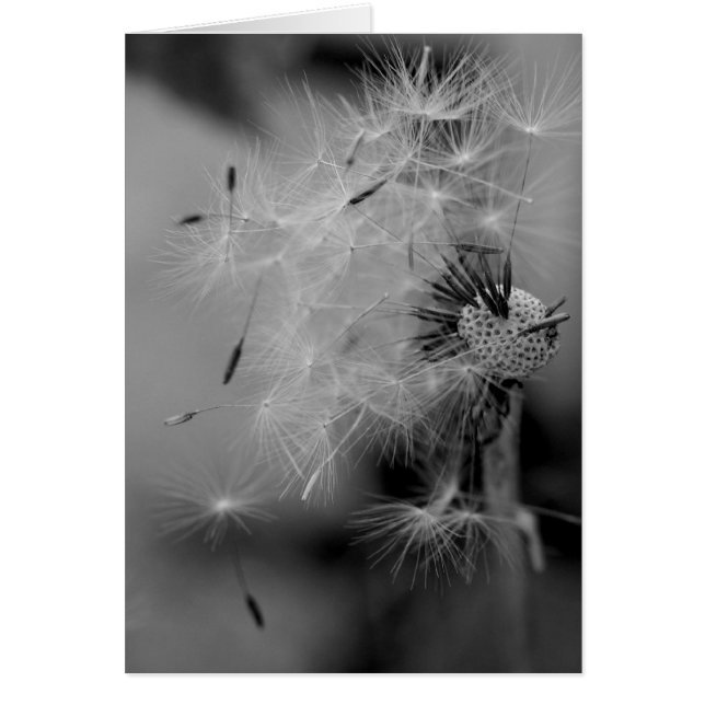 Dandelion (Devant)