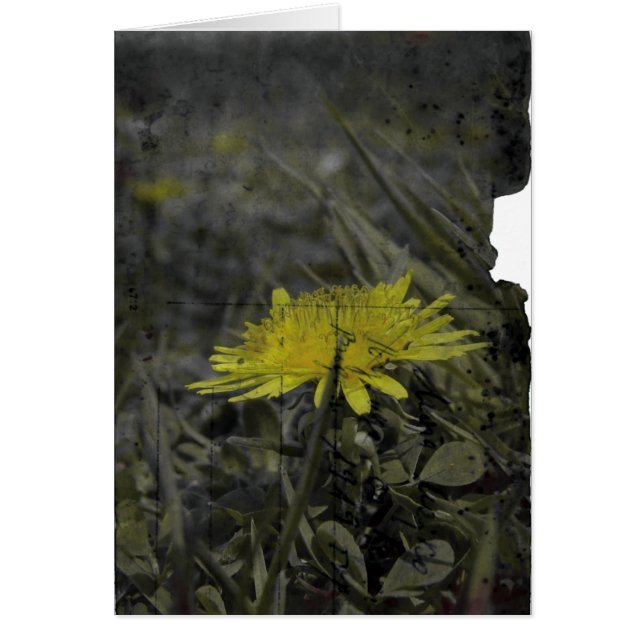 Dandelion (Devant)