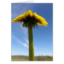 Dandelion