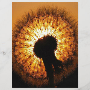Dandelion au coucher du soleil