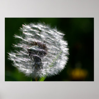 Dandelion brillant - Poster