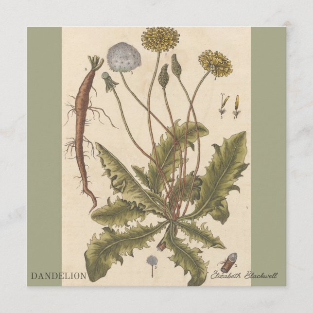 Dandelion by Elizabeth Blackwell (Devant)