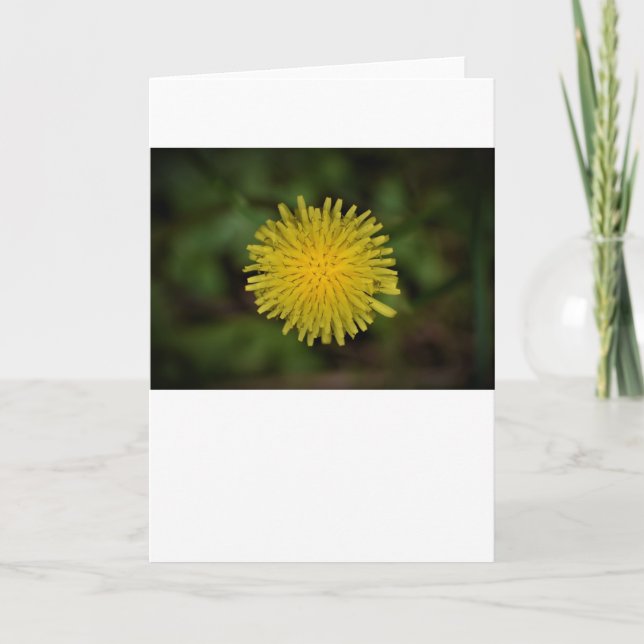 Dandelion, carte (Devant)