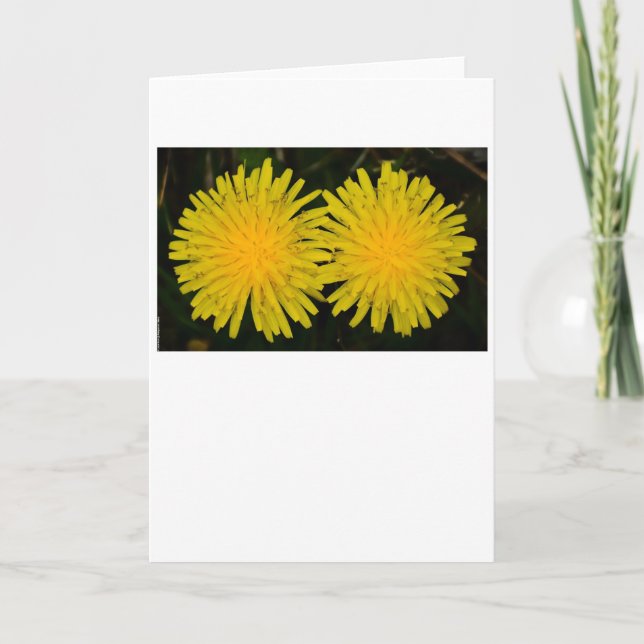 Dandelion, carte (Devant)