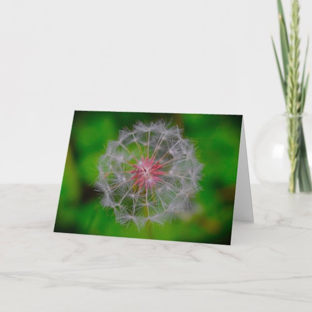 Dandelion, carte (Devant)