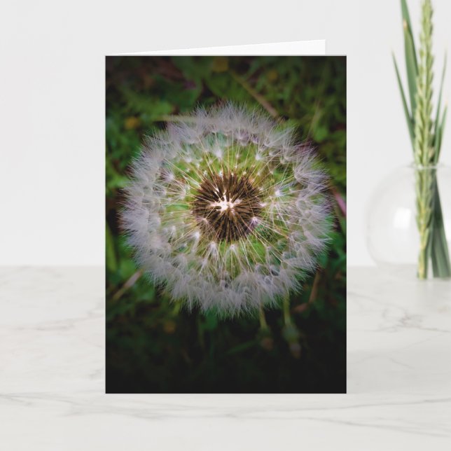 Dandelion, carte (Devant)