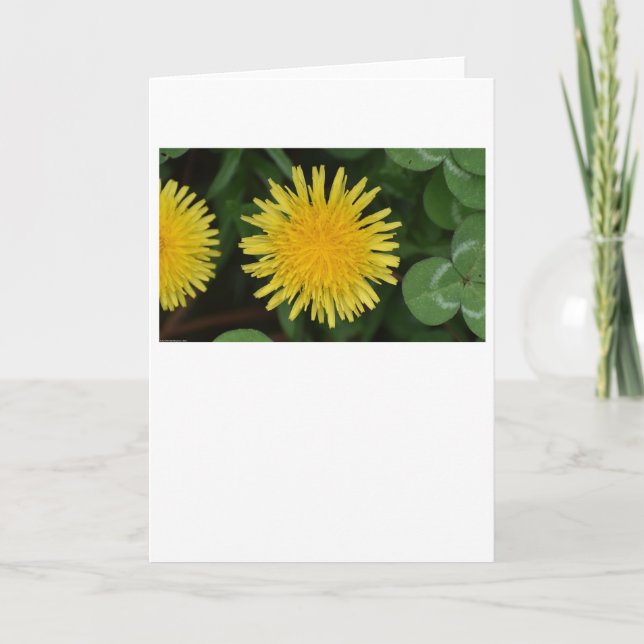 Dandelion, carte (Devant)