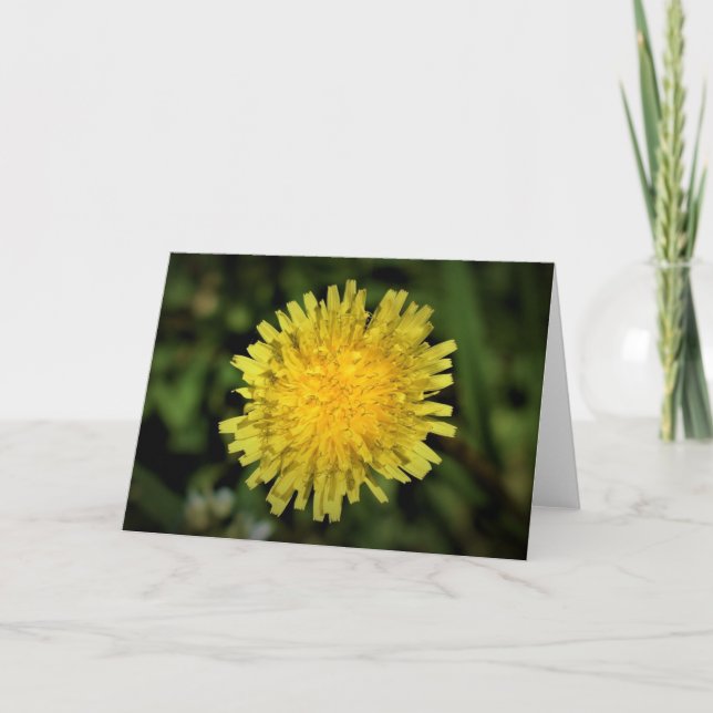 Dandelion, carte (Devant)