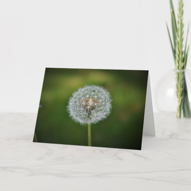 Dandelion, carte (Devant)