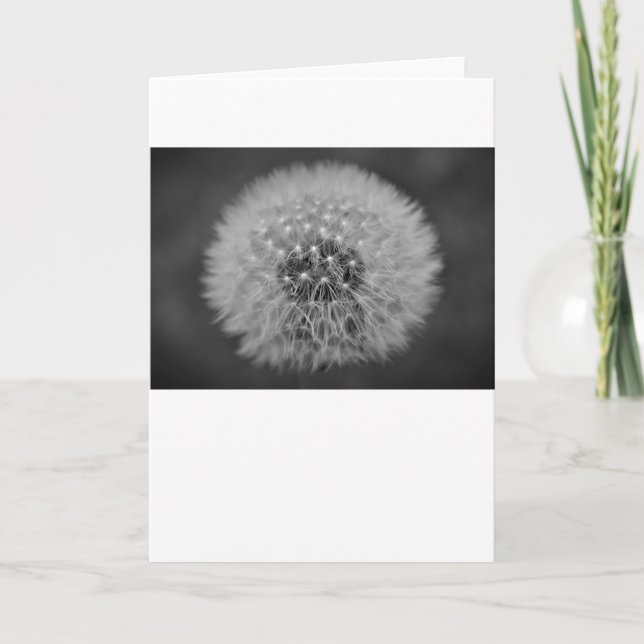 Dandelion, carte (Devant)