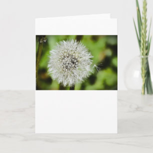 Dandelion, carte
