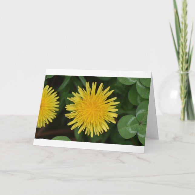 Dandelion, carte (Devant)