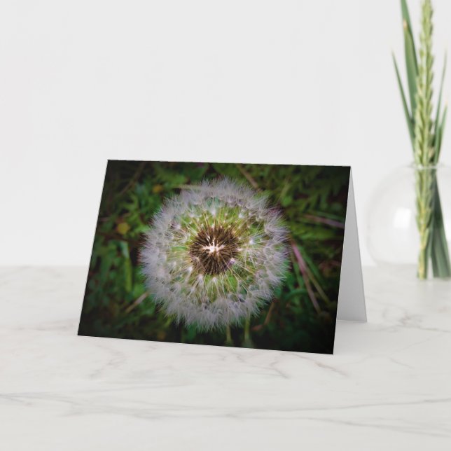 Dandelion, carte (Devant)