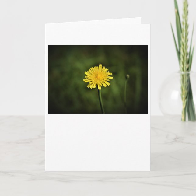 Dandelion, carte (Devant)