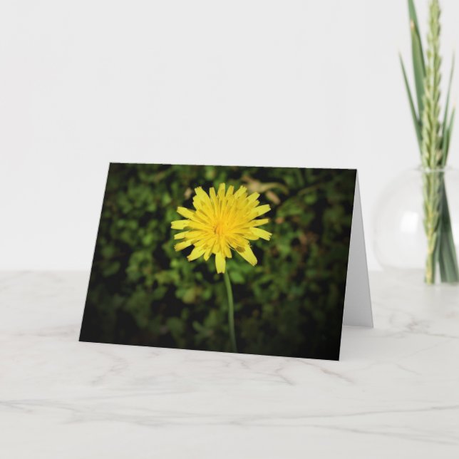 Dandelion, carte (Devant)