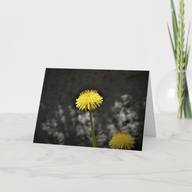 Dandelion, carte (Devant)