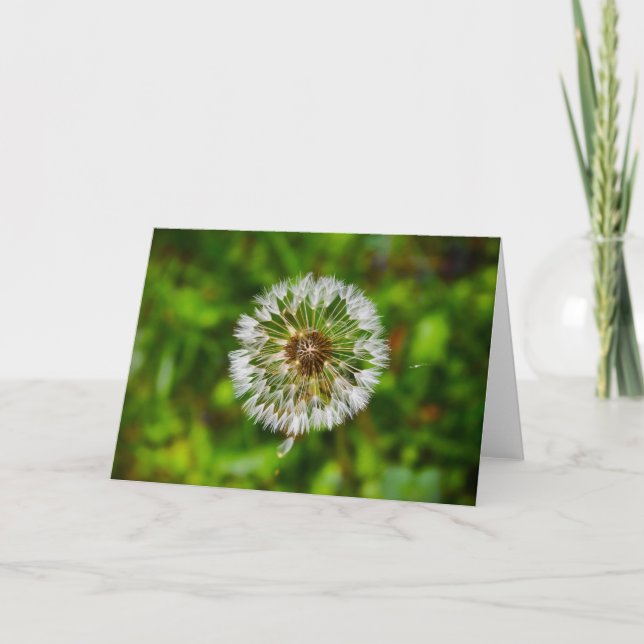 Dandelion, carte (Devant)
