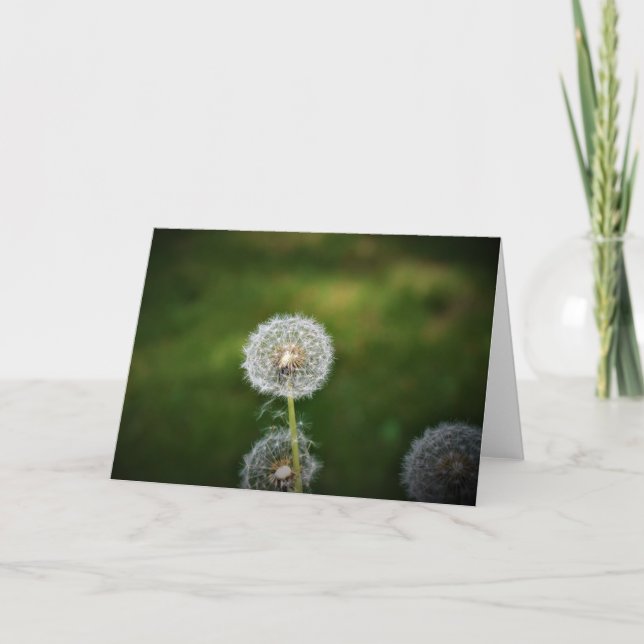 Dandelion, carte (Devant)