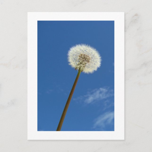 Dandelion contre le ciel bleu - Carte postale (Devant)