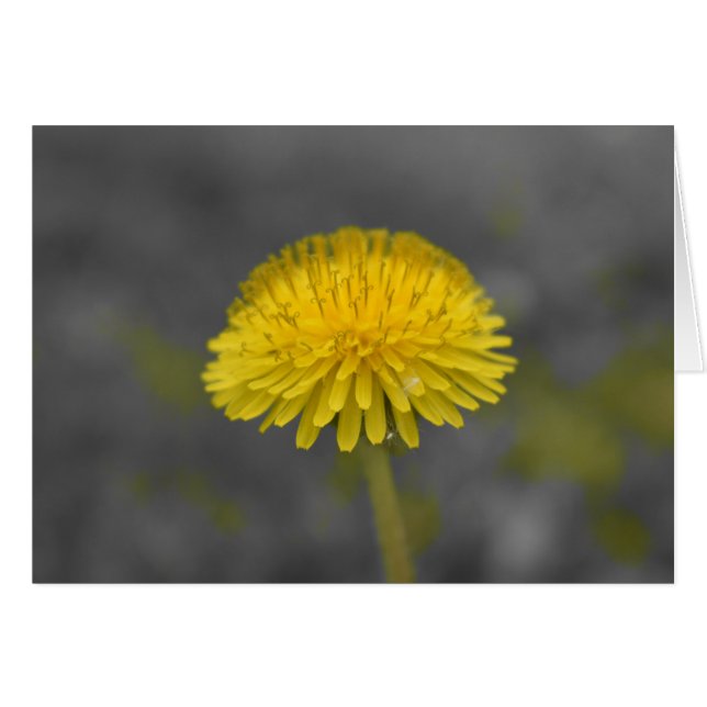 Dandelion / Couleur isolée (Devant horizontal)