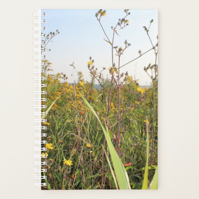 Dandelion Field Bokeh (Devant)