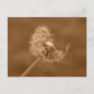 Dandelion Hello carte postale