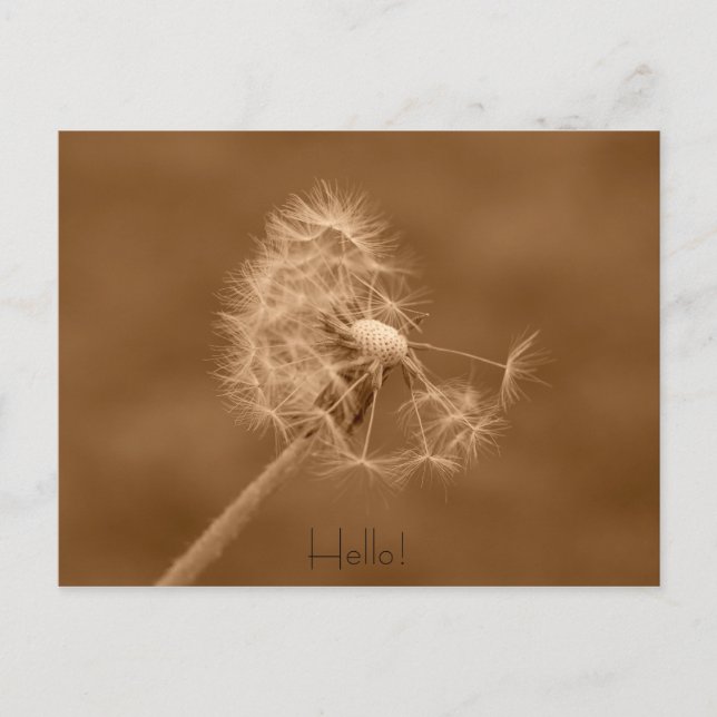 Dandelion Hello carte postale (Devant)