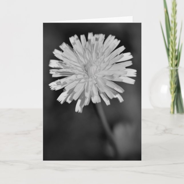 Dandelion / Noir, carte (Devant)