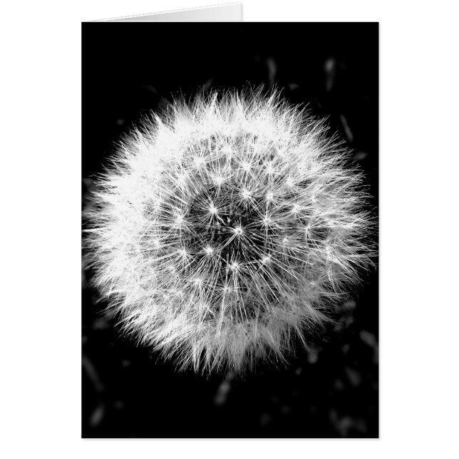 Dandelion noir et blanc (Devant)