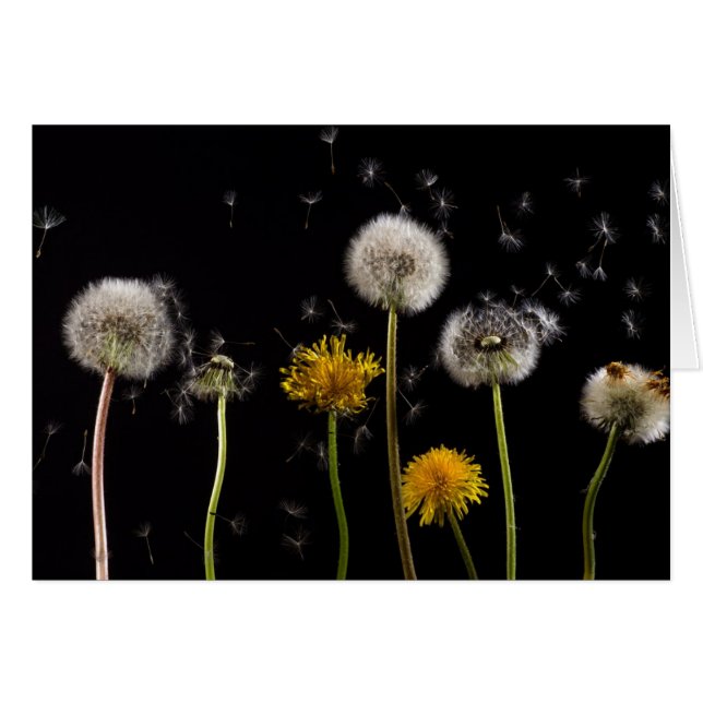 Dandelion noir moderne (Devant horizontal)