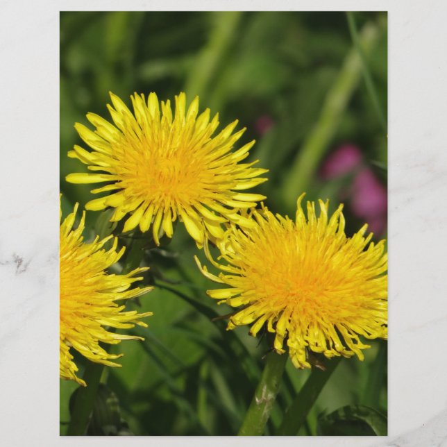 Dandelions (Devant)