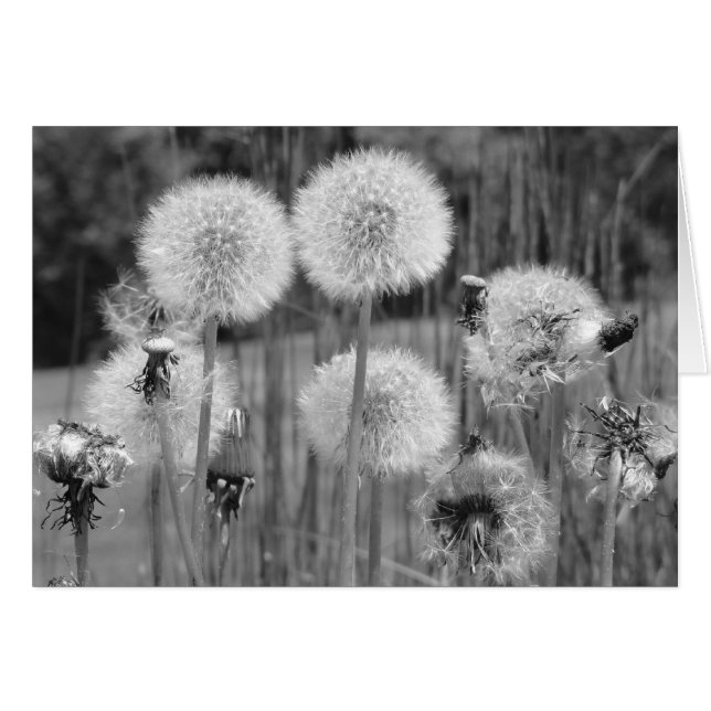 Dandelions en noir et blanc (Devant horizontal)