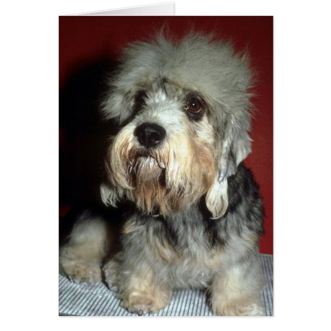 Dandie Dinmont (Devant)
