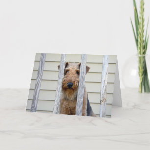 Dans la carte de chenil