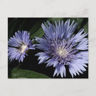 Dans la carte postale de jardin