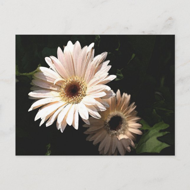 Dans la carte postale du jardin (Devant)