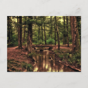 Dans la forêt carte postale